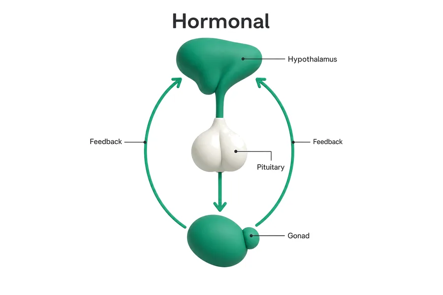Hormonal & Endocrine Peptides — how the hormonal compounds work